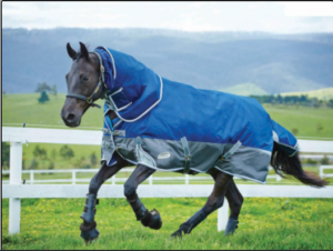 The Best Rugs for Horses with Big Shoulders