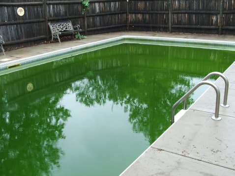 Remove Dead Algae From Pool Bottom