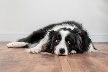 Are Hardwood Floors Bad For Dogs