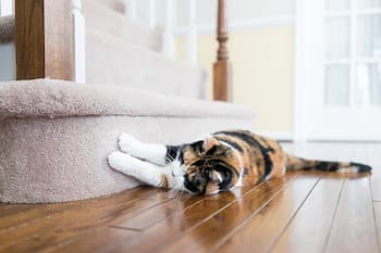Cat Scratching Carpet Under Door