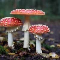Get Rid Of Mushroom Growing In Carpet