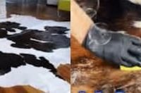 How To Clean A Dog Pee Out Of A Cowhide Rug