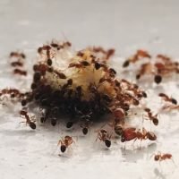 How To Get Rid Of Ants In Carpet