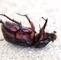 How To Get Rid Of Powderpost Beetles In Hardwood Floors